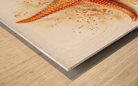 Starfish Solo Wood print